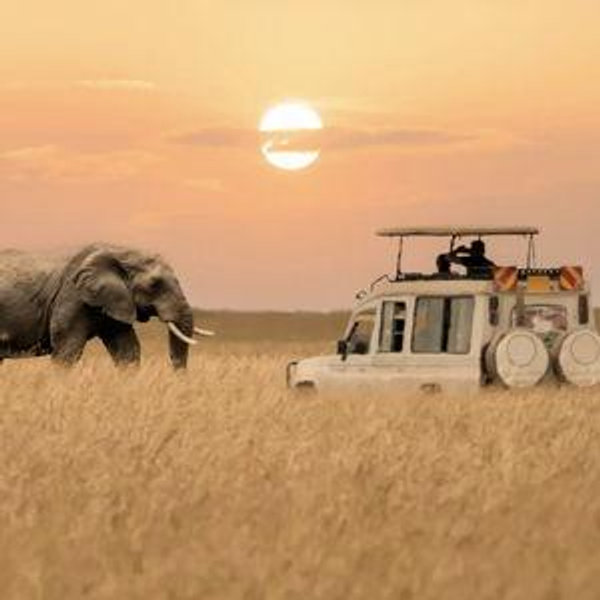 Honeymoon (Tanzania Safari)