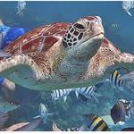 Scuba Diving Adventures !