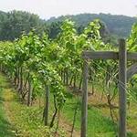 Mountainrose Vineyards Inc