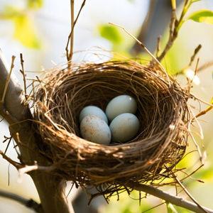 The Nest Egg