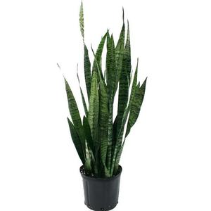 Sansevieria Zeylanica in 8.75 in. Grower Pot