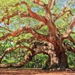 Angel Oak Tree