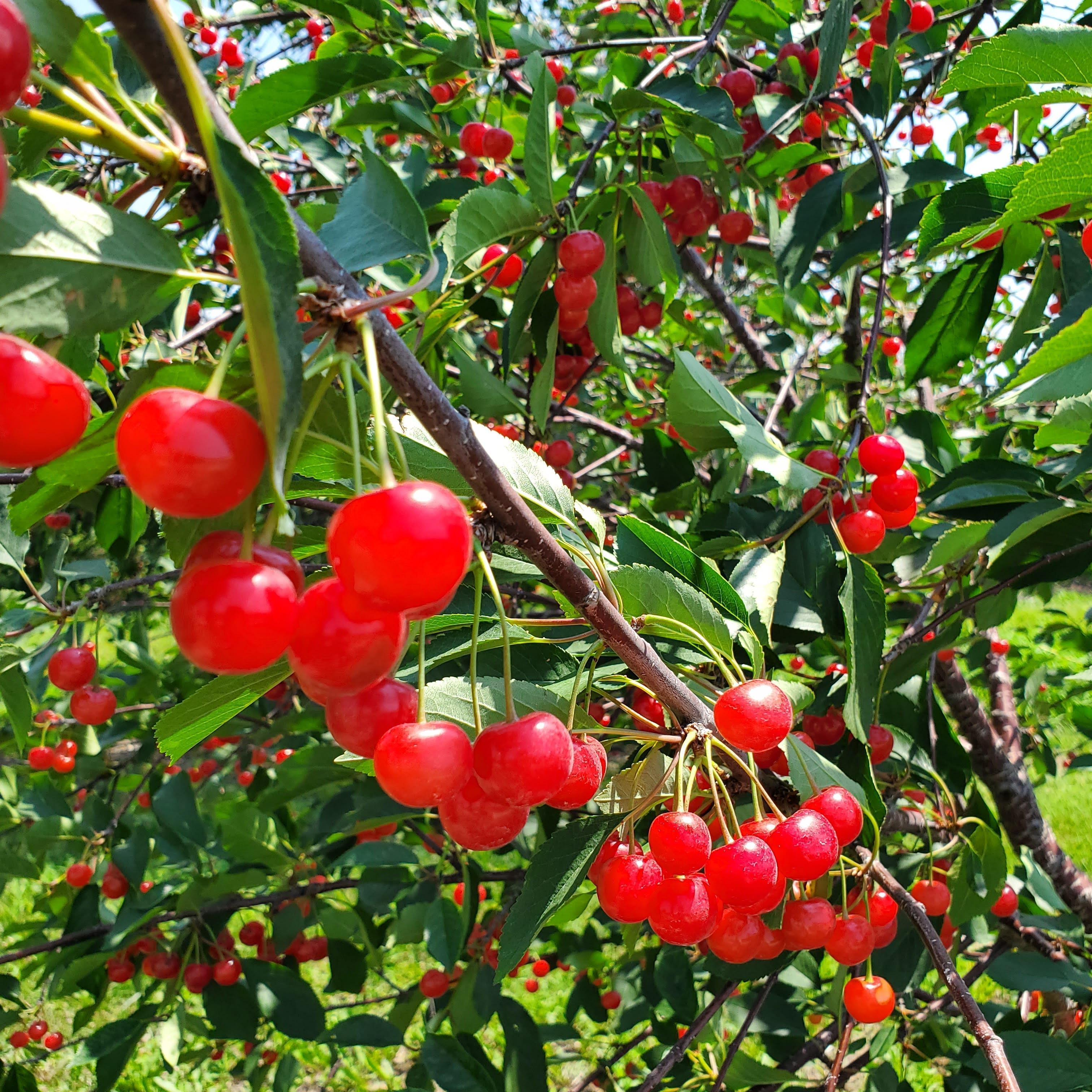 Door County cherries of course