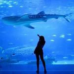 Monterey Bay Aquarium