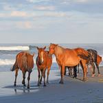 Wild horse adventure tour