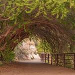 Boyce Thompson Arboretum