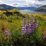 Mosier Plateau Trail