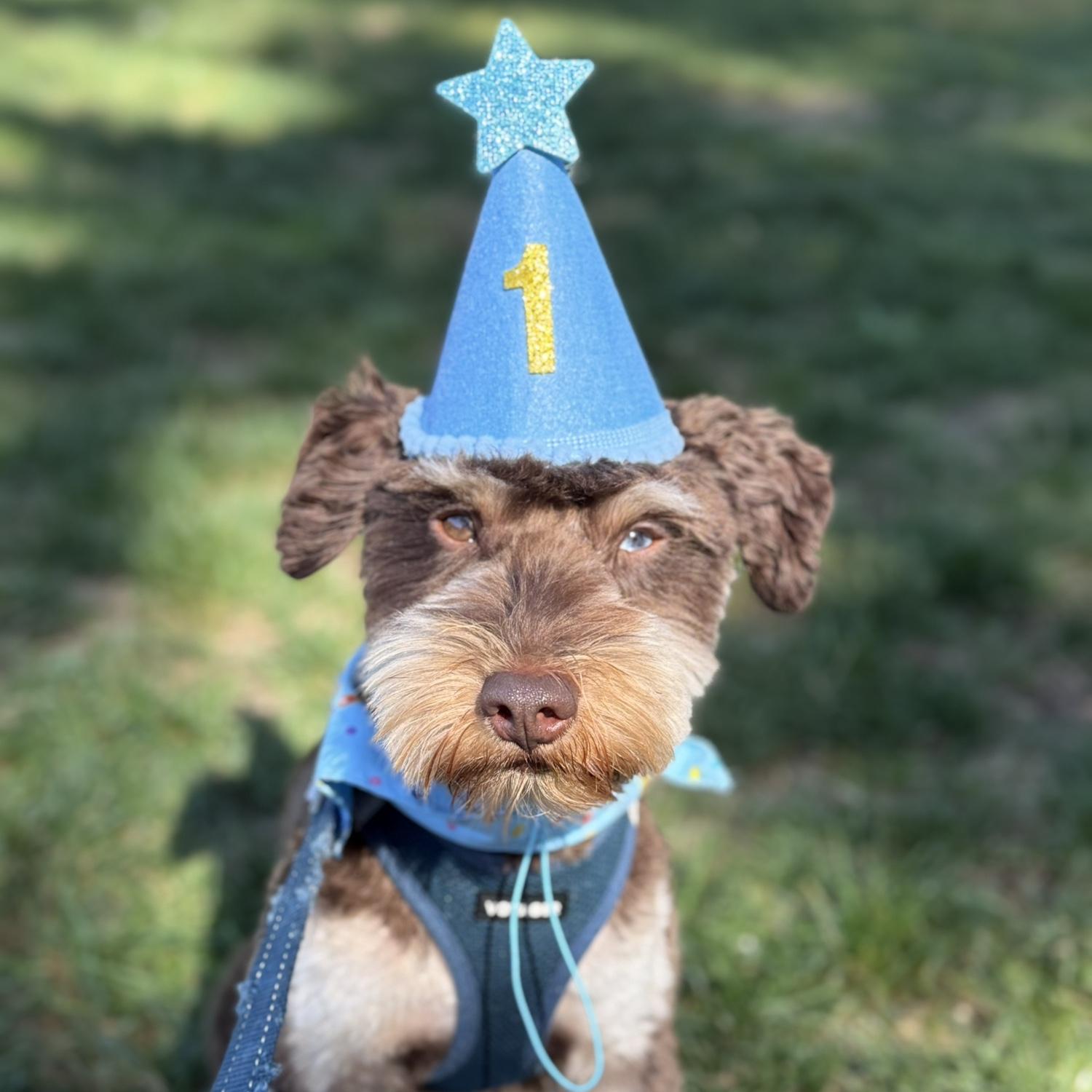 Wellington turns 1!