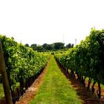 Newport Vineyards