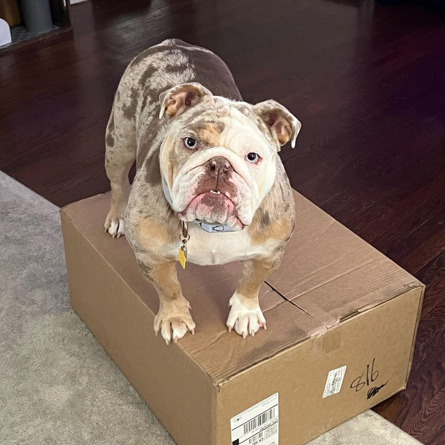 Amenities for Rotten Ruthie in her forever home