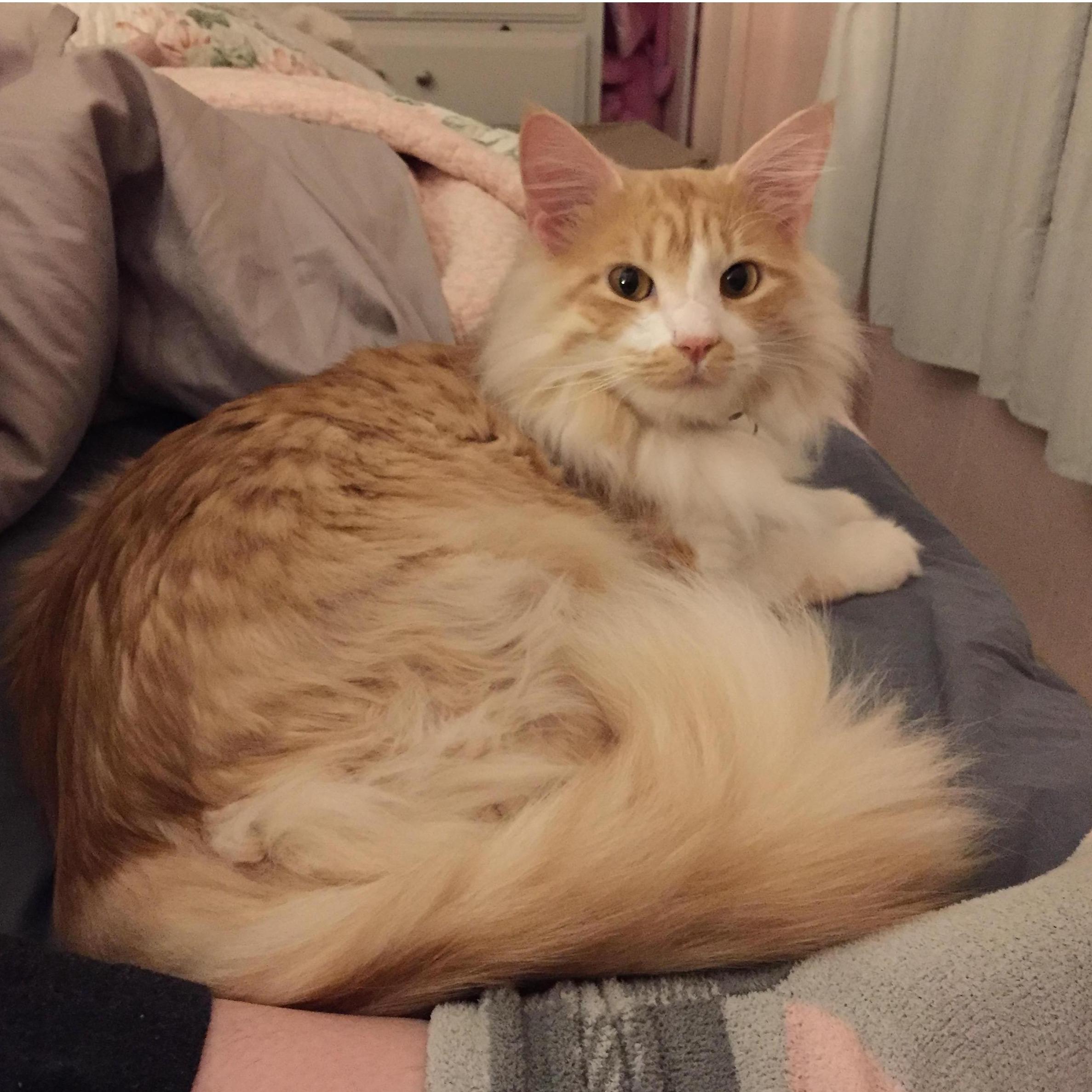 ...And nursed him back to health. Oliver officially joins the family!