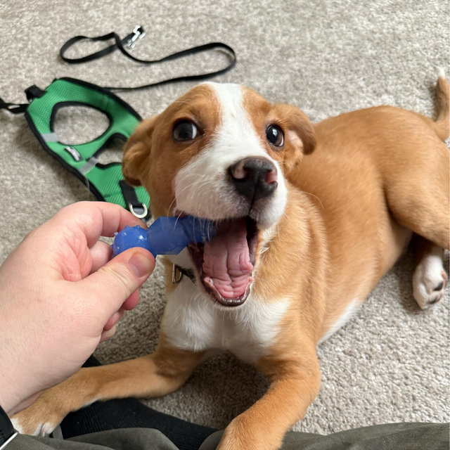 Our New Puppy - Santo
