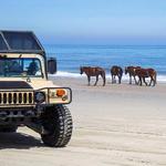 Wild Horse Adventure Tours