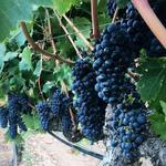 Santa Clara Valley Wine Trail