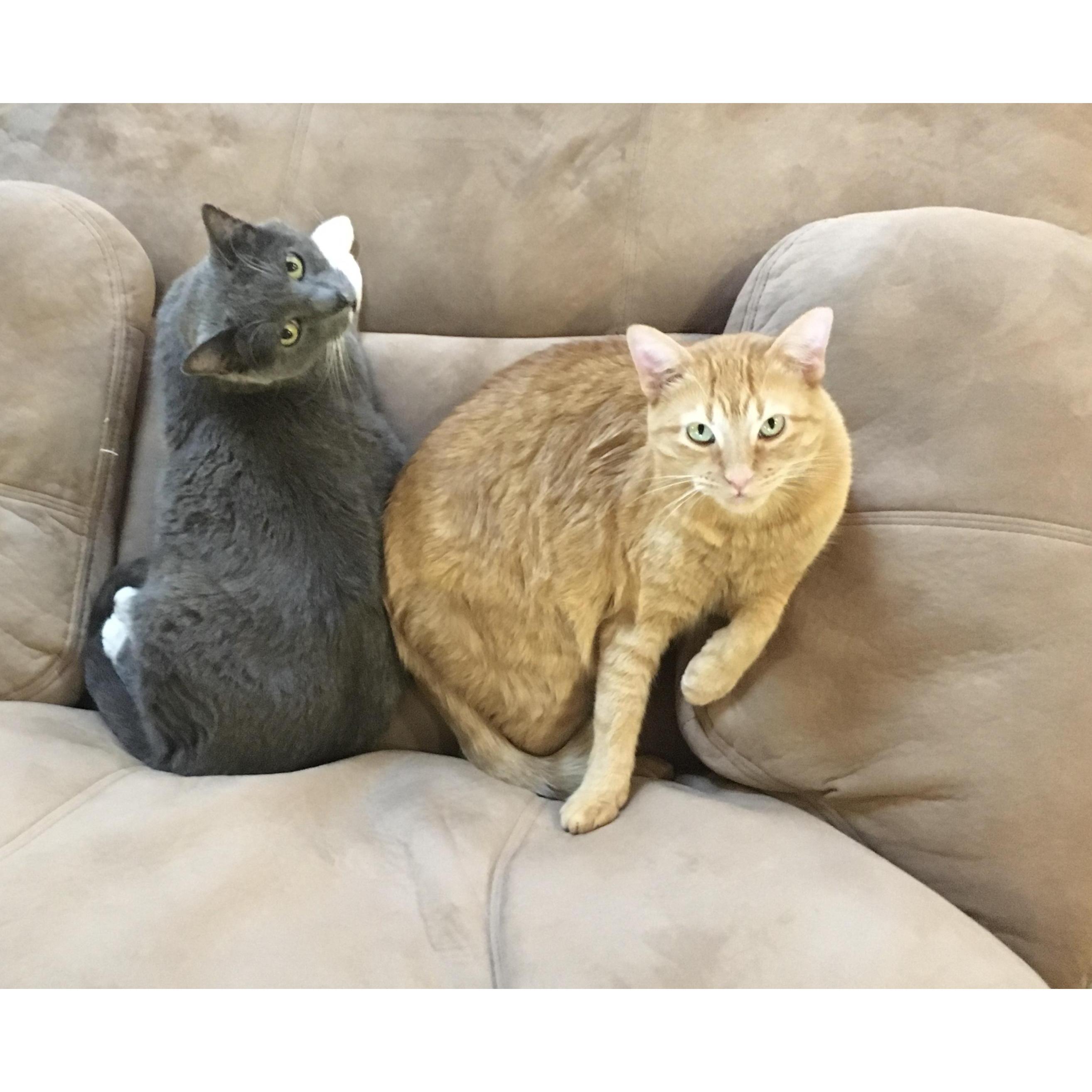The cats we have loved together
