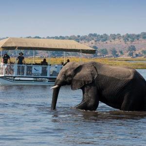 Chobe Safari Day Trip from Zimbabwe