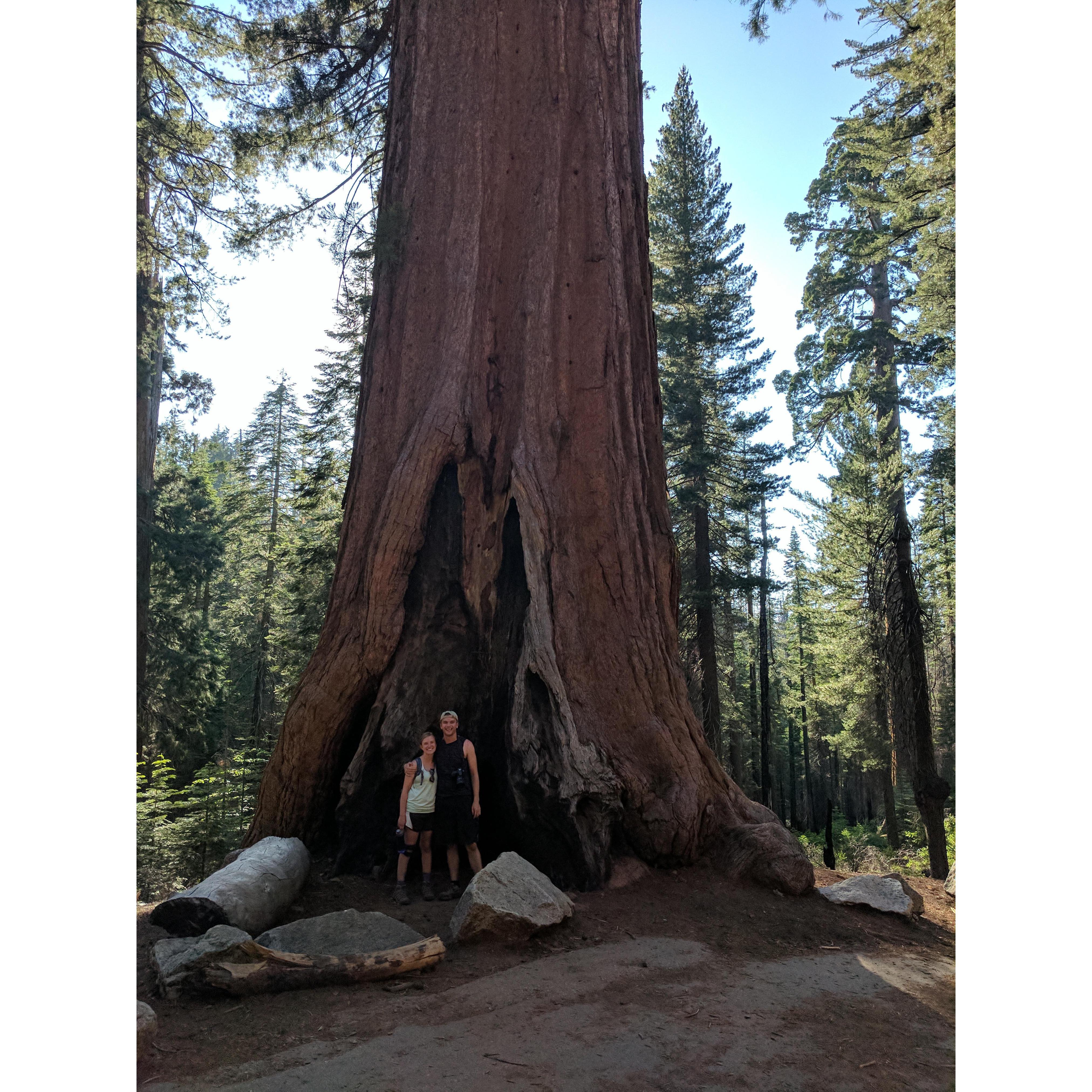 Yosemite Park (7/3/2017)--- we got engaged behind this tree =)