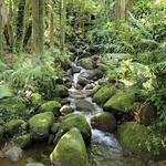 Hawai‘i Tropical Botanical Garden