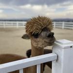 The Alpaca Hacienda
