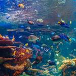 National Aquarium