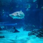Tennessee Aquarium