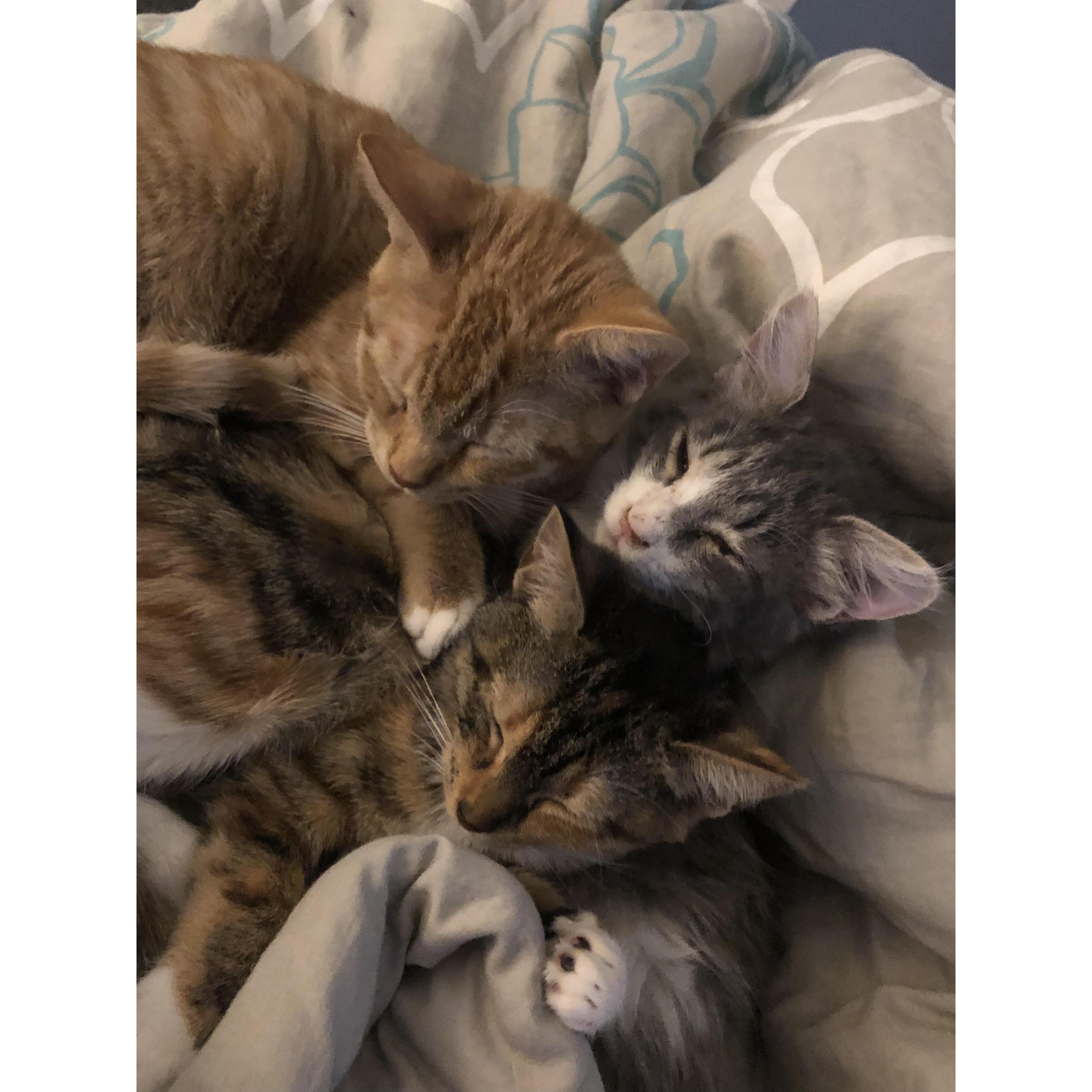 Fur Babies #6, #7, and #8 Oscar, Solo, and Piper!