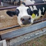 Manning Farm Dairy
