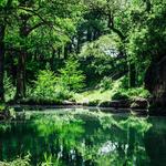 Krause Springs