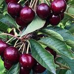 Cherry picking at Hallstedt Homestead