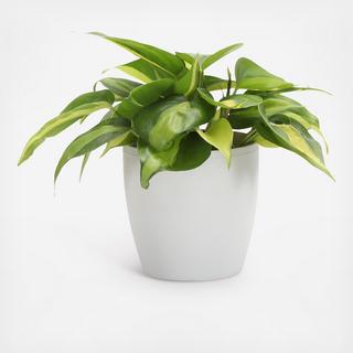 Brazil Philodendron