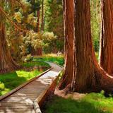 Sequoia and Kings Canyon National Park