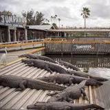 Gatorland