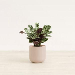 Small Calathea Burle Marxii Plant | easyplant Yoko in Sandy Pink