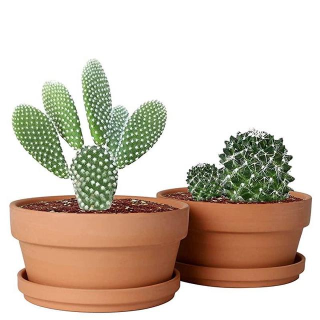 vensovo 6.5 Inch Terracotta Shallow Succulent Pot - 2 Pack Terra Cotta Clay Pots with Saucer, Cacuts Terra-Cotta Indoor and Outdoor Planters with Drainage Hole