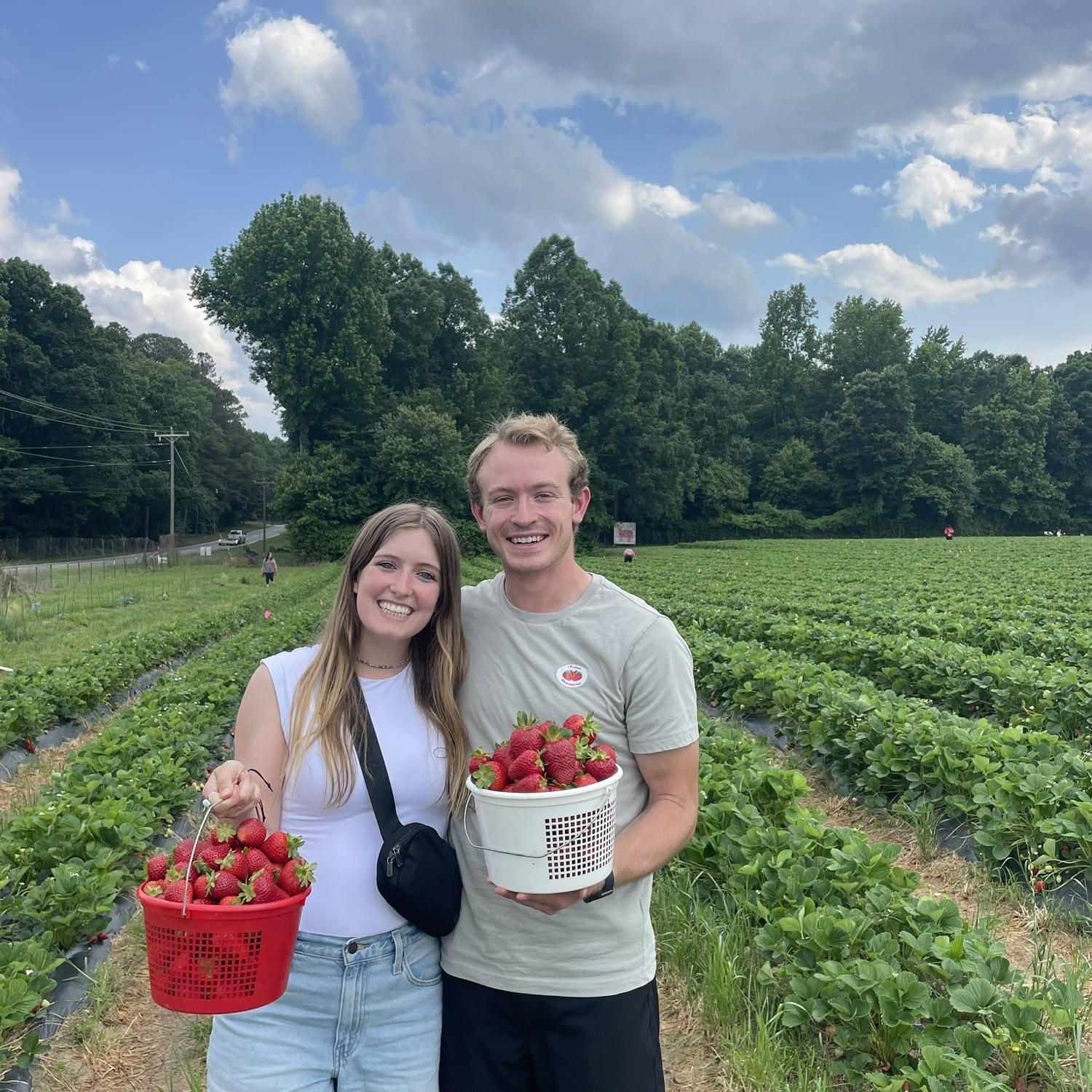 Strawberry farm near Hillsborough (May 2025)