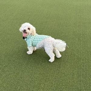 Baja Animal Sanctuary Donation