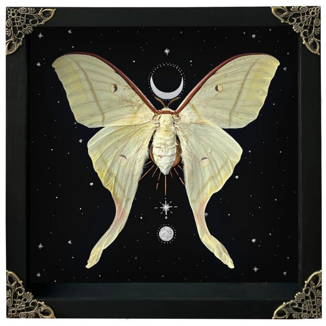 Real Butterfly Luna Moth Wooden Framed Insect Dried Shadow Box Gifts for Women Taxidermy Astronomy Moon Star Universe Artwork Display Collection Hanging Wall Living Room Home Tabletop K22-33-AS5