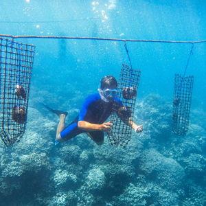 Diving for Pearls at a Pearl Farm