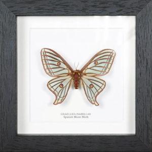 Female Spanish Moon Moth In Black Box Frame (Graellsia isabellae)