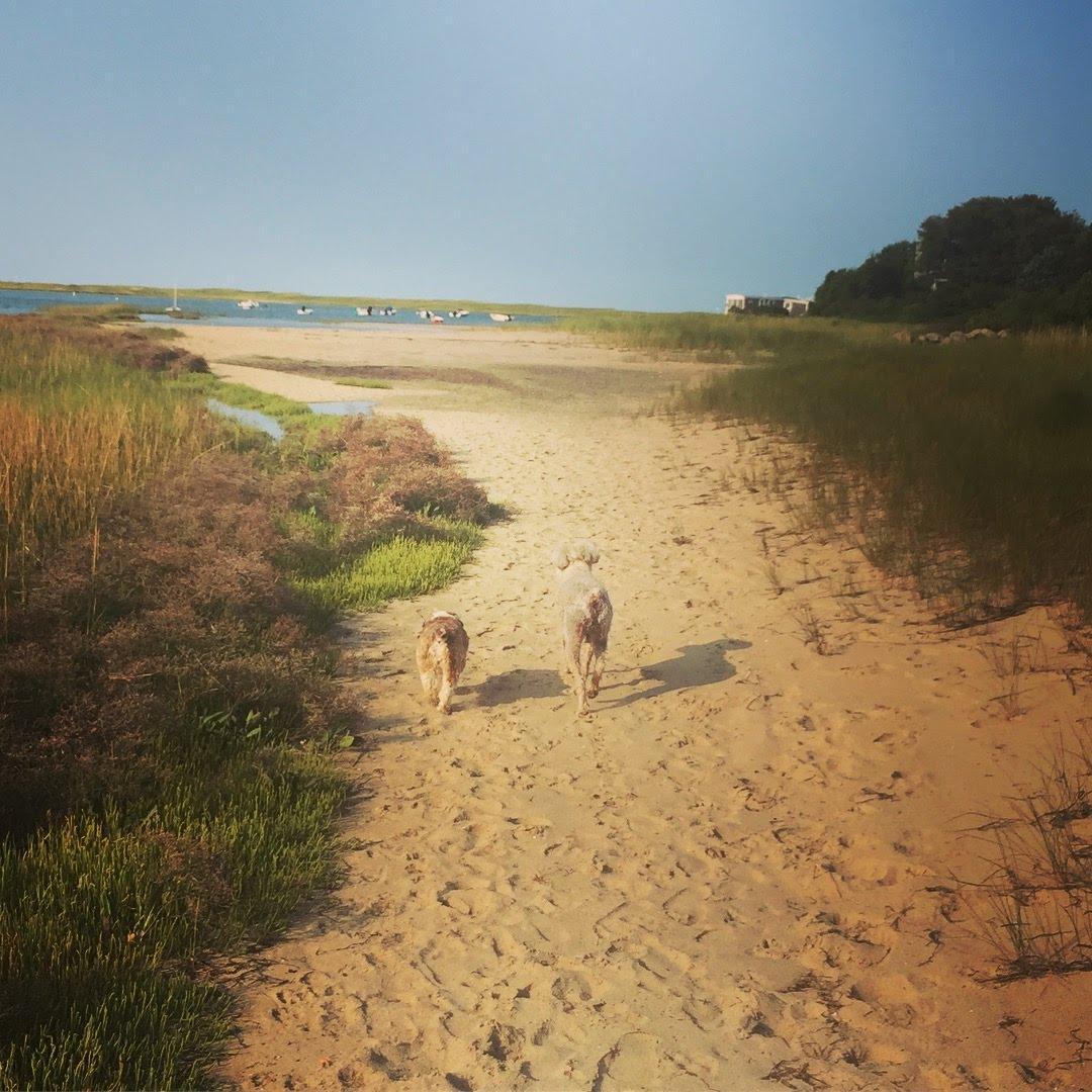 Best friends in their favorite spot. Priscilla Beach, Orleans.
