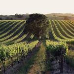 Wine Tasting