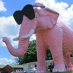 Pink Elephant