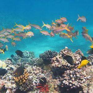 Maui Snorkeling Excursion Tickets