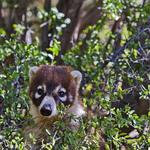 Colossal Cave Mountain Park