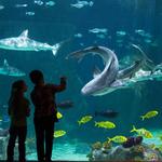 Loveland Living Planet Aquarium