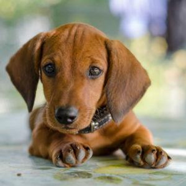 "You should get a dog!"