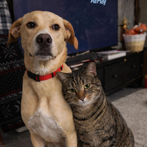 Our Pet Toy Fund