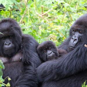Honeymoon fund: Gorilla trekking @ Uganda