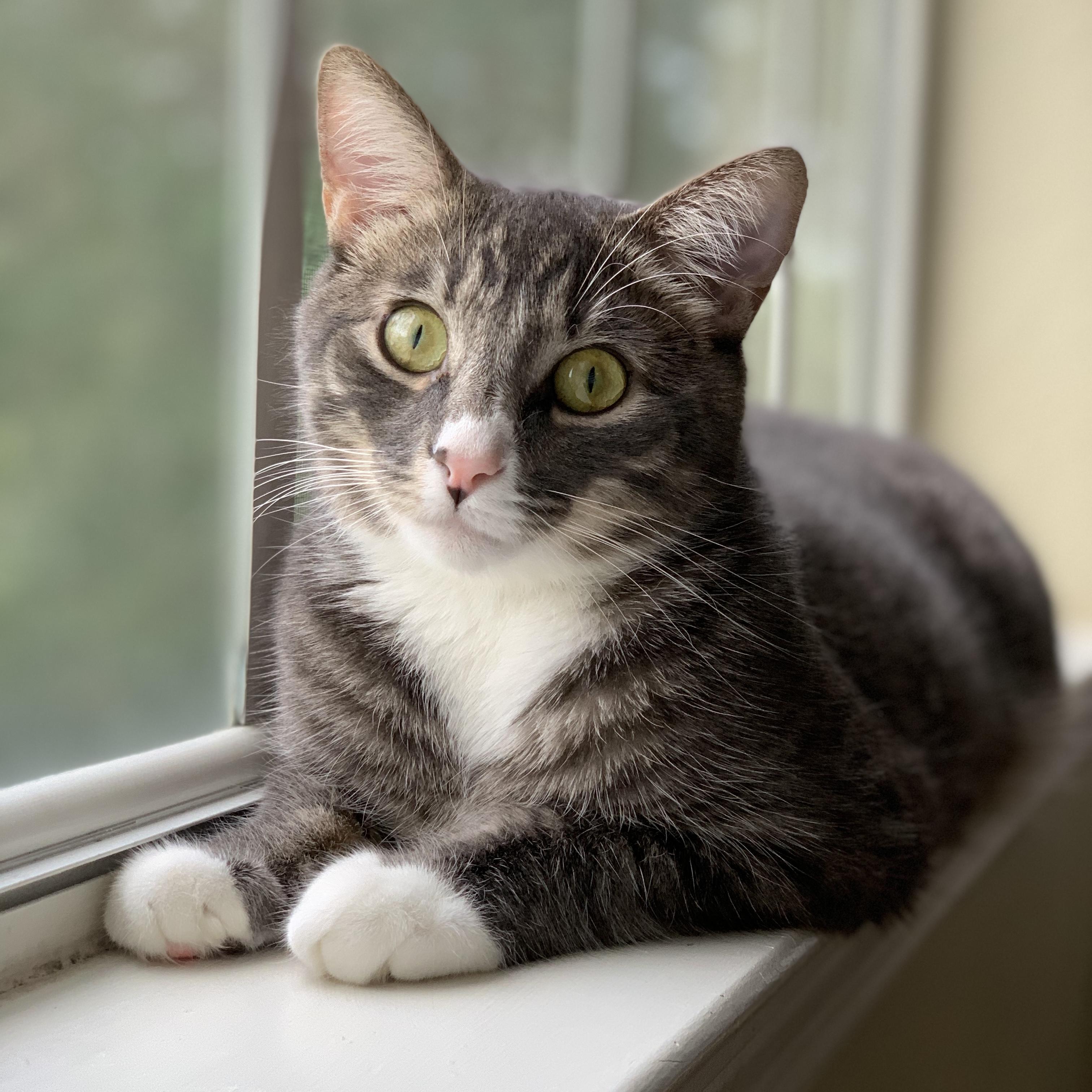 In May 2019, We Adopted Our Sweet Boy, Kato