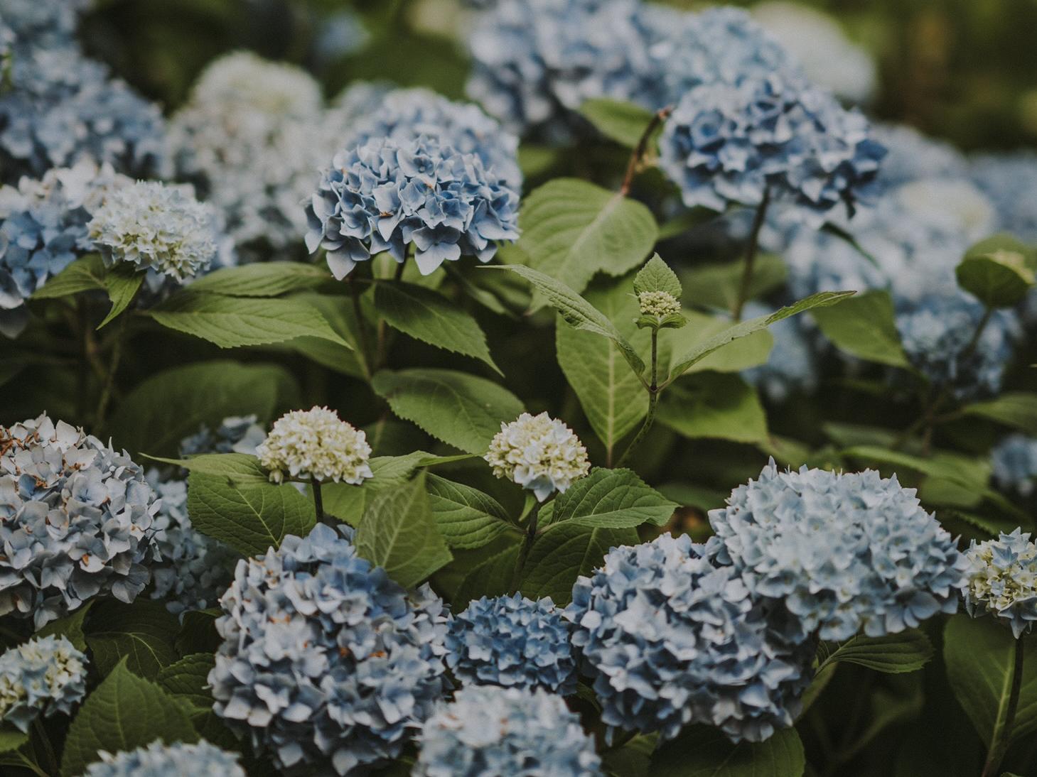 The Wedding Website of Brooke Swanson and Austin Caudill